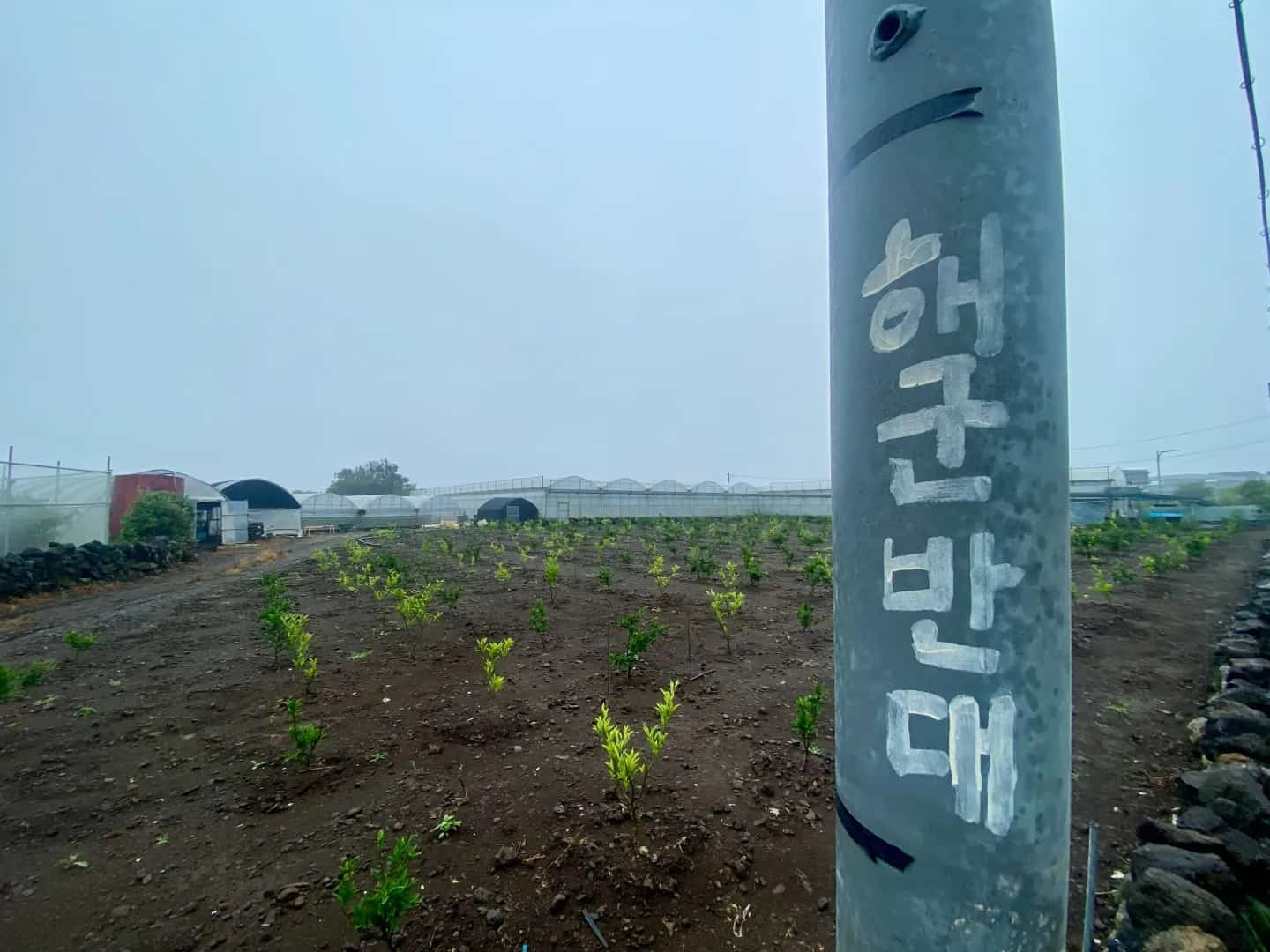 Foto del Campamento de Música por la Paz de Gangjeong 2025